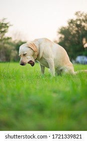 Sick And Unhealthy Yellow Labrador Retriever Dog Coughing In A Park. Kennel Cough Symptom