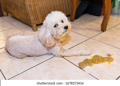 Sick Unwell Poodle Dog With Vomit On Floor At Home