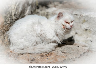sick white male cat. White vignette