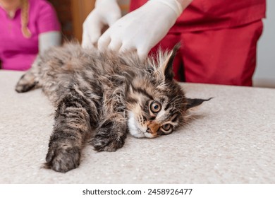 A sick young purebred kitten is examined by a veterinarian in a veterinary clinic. Siberian Maine Coon cat lie on the table. - Powered by Shutterstock