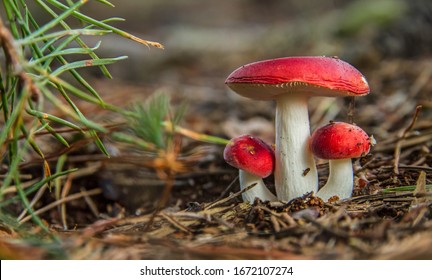 The Sickener (Russula Emetica) Fungi