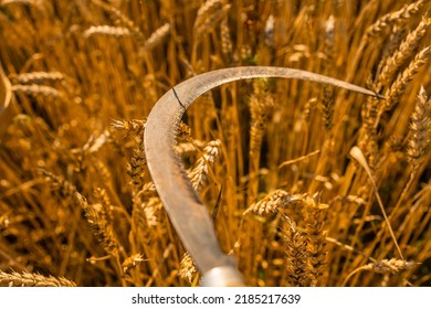 Sickle blade mows wheat. closeup. selective focus. back light