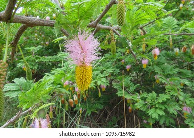 Sickle Bush Kosi Bay Coastal Tree