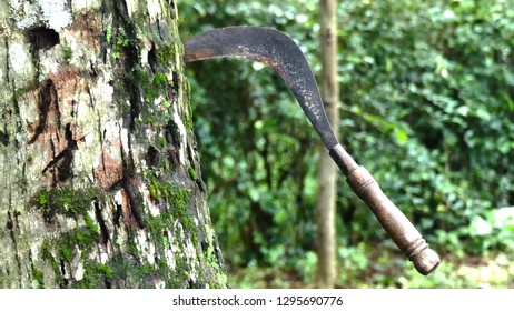sickle stuck in the tree