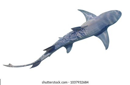 A Sicklefin Lemon shark, Negaprion acutidens, isolated on white background. The Lemon shark lives in the sandy reef near the edge of water. Copy space. View from top.