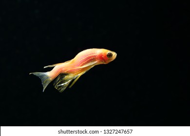 A Sickness Zebrafish 