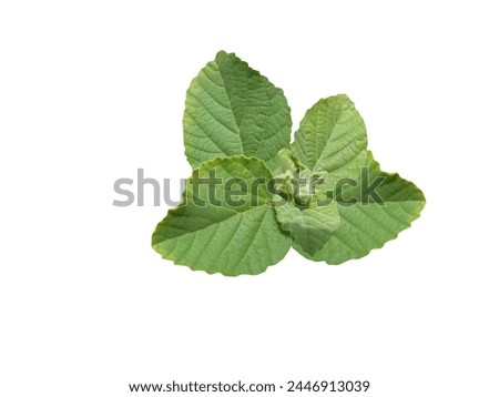 Sida cordifolia or country mallow is used in Ayurvedic and folk medicine.