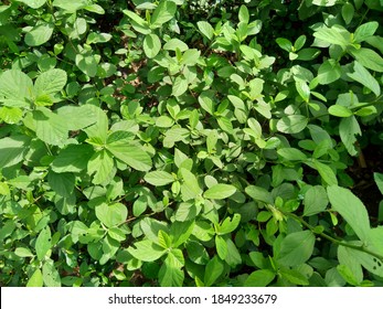 Sida Rhombifolia (arrowleaf Sida, Malva Rhombifolia, Rhombus-leaved Sida, Paddy's Lucerne, Jelly Leaf, Cuban Jute, Queensland-hemp, Indian Hemp) In The Nature Background.