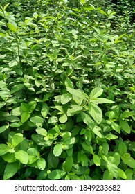 Sida Rhombifolia (arrowleaf Sida, Malva Rhombifolia, Rhombus-leaved Sida, Paddy's Lucerne, Jelly Leaf, Cuban Jute, Queensland-hemp, Indian Hemp) In The Nature Background.