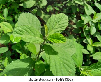 Sida Rhombifolia (arrowleaf Sida, Malva Rhombifolia, Rhombus-leaved Sida, Paddy's Lucerne, Jelly Leaf, Cuban Jute, Queensland-hemp, Indian Hemp) In The Nature Background.