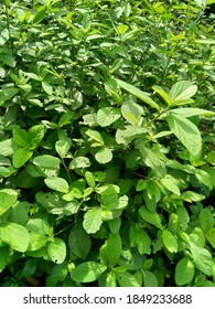 Sida Rhombifolia (arrowleaf Sida, Malva Rhombifolia, Rhombus-leaved Sida, Paddy's Lucerne, Jelly Leaf, Cuban Jute, Queensland-hemp, Indian Hemp) In The Nature Background.