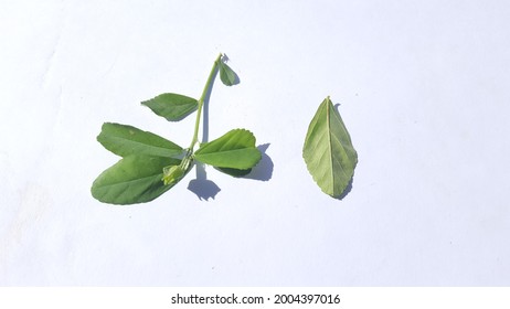 Sida Rhombifolia, Commonly Known As Arrowleaf Sida,rhombus-leaved Sida, Paddy's Lucerne, Jelly Leaf Leaves Isolated On White Background.