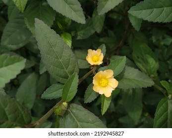 Sida Rhombifolia, Commonly Known As Arrowleaf Sida, Is A Perennial Or Sometimes Annual Plant In The Family Malvaceae. Common Names Include Rhombus-leaved Sida, Paddy's Lucerne And Jelly Leaf Etc.