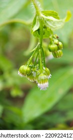 Sida Rhombifolia Dangling Down Because Of The Imbalance Of Small Stems And Many Flowers 