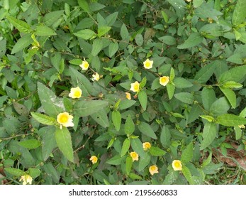 Sida Rhombifolia Is A Perennial, Wild Flowering Plant In The Family Malvaceae. Common Names Include Rhombus-leaved Sida, Paddy's Lucerne, Jelly Leaf Etc.