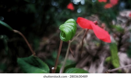 Side Angle Macro View of a Single Red Flower with an Elegantly Blurred Green Nature Background