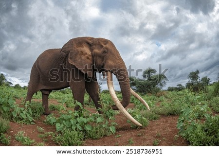 Side angle perspective of iconic super-tusker Craig showing the full extent of his large tusks walking through a patch with sporadic vegetation on a cloudy day near Amboseli National Park, Kenya