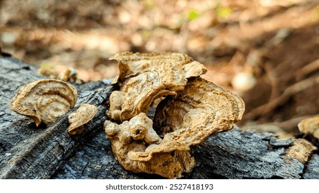 Side angle photo of a cluster of shelf fungi growing on a tree trunk. The fungi have a fan-like shape with multiple overlapping layers.  The background is a textured surface of the tree trunk. - Powered by Shutterstock