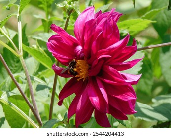 A side angle shot of a carpenter bee suckling nectar and pollen of a red dahlia flower in the garden. - Powered by Shutterstock