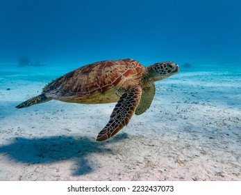 Side angle view of a green sea turtle swimming in a sandy and shallow reef - Powered by Shutterstock