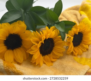Side Angle View Of Three Sunflower Heads And Yellow Petals Lying on A Yellow Blanket Side By Side With Green Leaves And White Background 