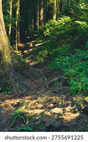 Side angle view through the dense pine forest with dark tree trunks, lush foliage and dappled light streaming through thick tree cover. 