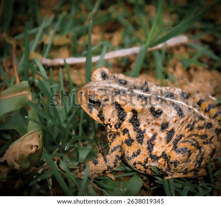 Side and back view of the American toad (Anaxyrus americanus) in a grass yard with macro close-up texture detail.