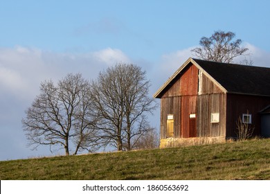 Side of a barn at the edge of a field is illuminated by the morning sun. Two oak trees are growing beside the barn in an autumn scene