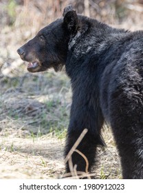 Side Behind Shot Of A Wild Black Bear In Spring Time Environment After Coming Out Of Hibernation In Northern Canada. 