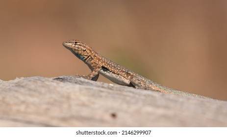 A side blotch lizard sits on a piece of dead wood soaking in the warmth of the morning sun. Out of focus orange brown and green background behind him. 