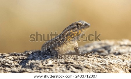 A side blotched lizard on a rock
