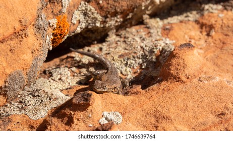 A Side Blotched Lizard Soaks Up Some Sun While Sitting On Lichen Covered Sandstone