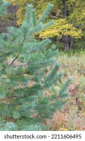 Side Branches Of A Scots Pine Tree In Autumn