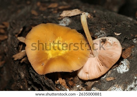 Side by side comparison image of the orangecolored Japanese Urabenigasa (genus) mushroom front and back and cap stalk (Fungus, Mycology closeup macro photograph)