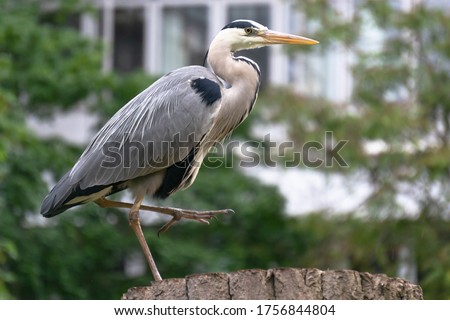 Similar – Image, Stock Photo Gray heron Heron Bird