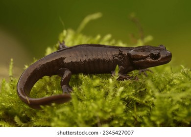 A side closeup of Northwestern salamander (Ambystoma gracile) on the green bushes with blurred background