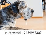 side close-up photograph of a Great Dane dog with drool hanging from its mouth with drooping lips.