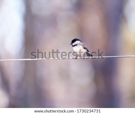 Side closeup view of a black-capped chickadee perched on a wire during a sunny early morning, with a soft focus pastel background, Quebec City, Quebec, Canada