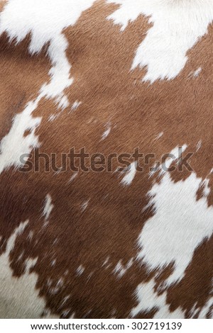 side of cow with reddish brown pattern on white hide