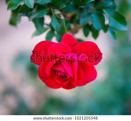 Up side down red rose