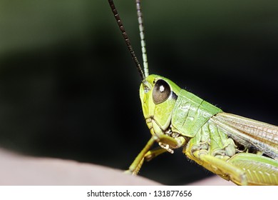 side face of green grasshopper