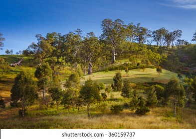 Side Hill Australian Rural Landscape Eucalyptus Gumtree In Countryside