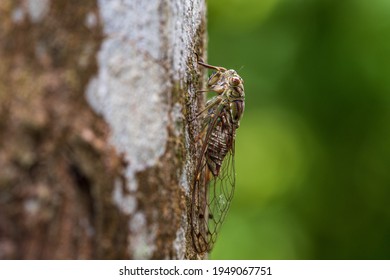 Side image of Common cicada perching on a tree trunk with green background.