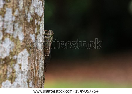 Side image of Common cicada perching on a tree trunk with black background.