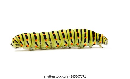 Side low angle view of vermin caterpillar isolated on white