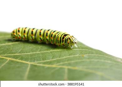 Side low angle view of vermin caterpillar on leaf isolated on white