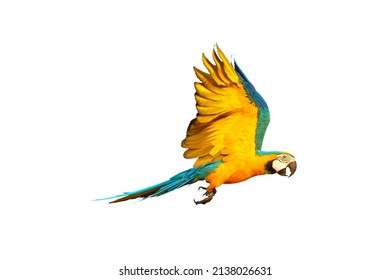 Side Of Macaw Parrot Flying Isolated On White.