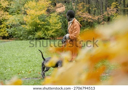 Side medium view shows serious dark-skinned woman with short hair in orange coat holding dog leash and watching large gray dog walk forward on autumn grass with yellow leaves in foreground....