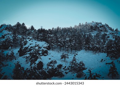 Side of a mountain covered with pine trees and snow