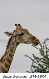 886 Giraffe thorn Images, Stock Photos & Vectors | Shutterstock